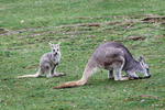 Common Wallaroo