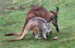 Common Wallaroo