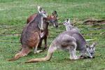 Common Wallaroo