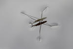 Common Water Strider