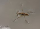 Common Water Strider