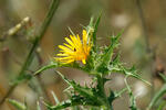 Comon Golden Thistle