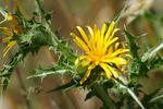 Comon Golden Thistle