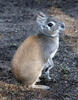 Conejo de los palos
