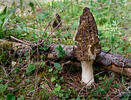 Conical Morel