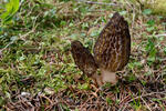 Conical Morel