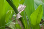 Convallaria majalis