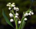 Convallaria majalis