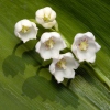 Convallaria majalis