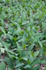 Convallaria majalis