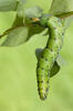 Convolvulus Hawk-moth