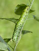 Convolvulus Hawk-moth