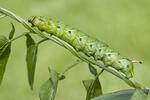 Convolvulus Hawk-moth