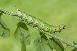 Convolvulus Hawk-moth