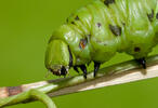 Convolvulus Hawk-moth