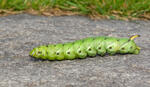 Convolvulus Hawk-moth