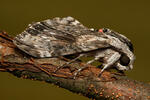 Convolvulus Hawk-moth