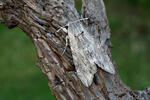 Convolvulus Hawk-moth