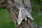 Convolvulus Hawk-moth