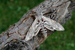 Convolvulus Hawk-moth