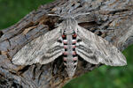 Convolvulus Hawk-moth