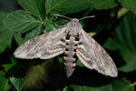 Convolvulus Hawk-moth