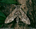 Convolvulus Hawk-moth