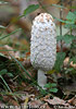 Coprinus comatus