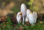 Coprinus comatus