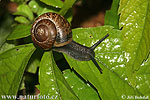 Copse Snail