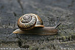 Copse Snail