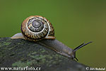 Copse Snail