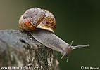 Copse Snail