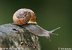 Copse Snail