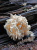 Coral Hericium