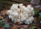 Coral Hericium