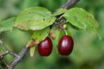 Cornus mas