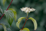 Cornus sanguinea