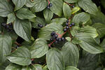 Cornus sanguinea