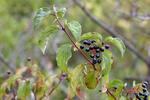 Cornus sanguinea