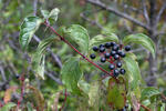 Cornus sanguinea