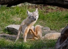 Corsac Fox