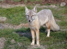 Corsac Fox