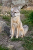 Corsac Fox