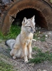 Corsac Fox