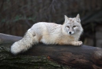 Corsac Fox