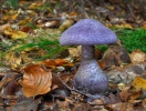 Cortinarius hercynicus