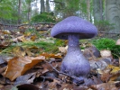 Cortinarius hercynicus