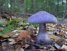 Cortinarius hercynicus