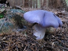 Cortinarius traganus